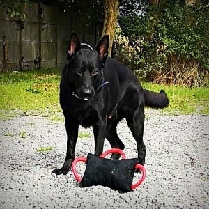 Подушка кусалка из french linen для дрессировки овчарки «Tug toy» 